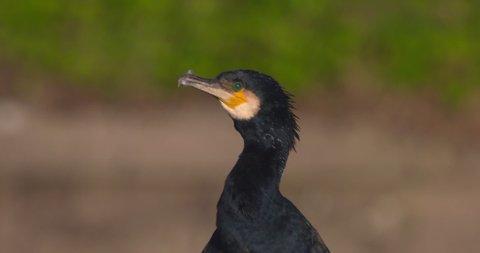 Black Cormorant bird close up head beak neck slow motion