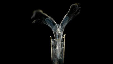 swimming snails or Sea Butterflies under the microscope. Creseidae families, Order Pteropoda, are small sea snails that live in the water near the surface, feeding on plankton,