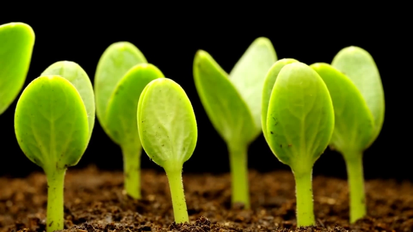 Green plan growing from the the ground,timelapse.