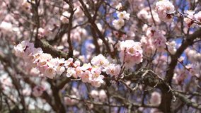Closeup view of beautiful pink flowers growing at branches of fruit trees outdoors isolated at sunny blue sky background. Springtime blossom concept. Peaceful natural video background.