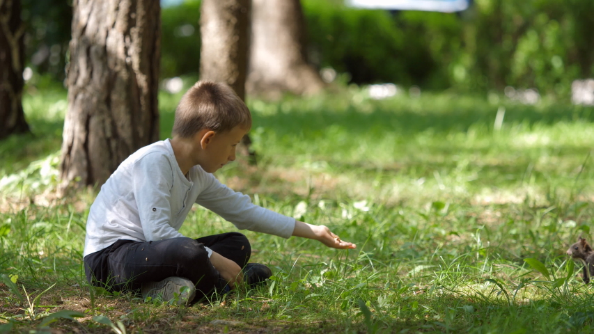 Child sitting on grass and offer food to a friendly squirrel, wild animal come closer and take the nut from boy hand palm
