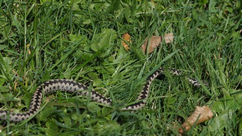 European common adder viper snake (Vipera berus) crawling slowly in the grass