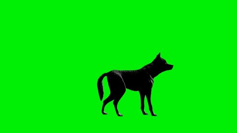 Wolf howling seamless loop, Green Screen