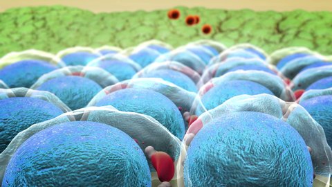 fat cell and insulin, field of fat cells, High quality 3d render of fat cells, cholesterol in a cells, field of cells, mechanism of action of insulin, Human Insulin, structure of the molecule

