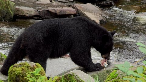 Large black bear stands over a dead fish by a stream in southern Alaska as it gazes directly at the camera.  After turning his head side to side studying the photographers he slowly walks off camera