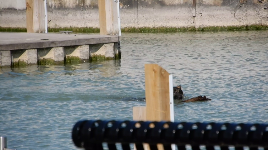 Black Dog Swimming In Water By Pier With Log In His Mouth