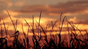 A beautiful and dramatic golden sunset sky silhouettes a cornfield on a farm in the American Midwest in this looping video.