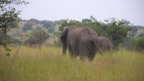 Elephants Walking in Natural Habitat, Meadow of African Savanna. Tanzania National Park