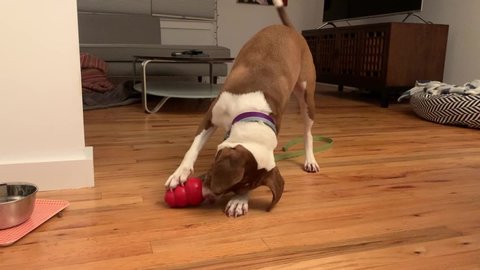 Cute hound dog playing with red rubber toy. Interior shot of pointer mix dog hunting for snacks.