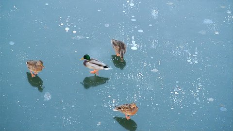 Ducks on ice. Not just flown away duck.