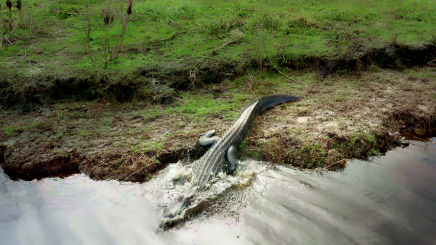 Huge Alligator laying on the banks of a river in the Florida  Everglades swamp in summer.  The Gator suddenly gets up and slithers into the dark water and disappears.
