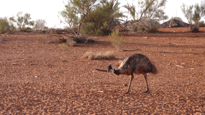 An emu walking around the desert floor of Uluru in Australia. Royalty-Free Stock Footage #1043107864