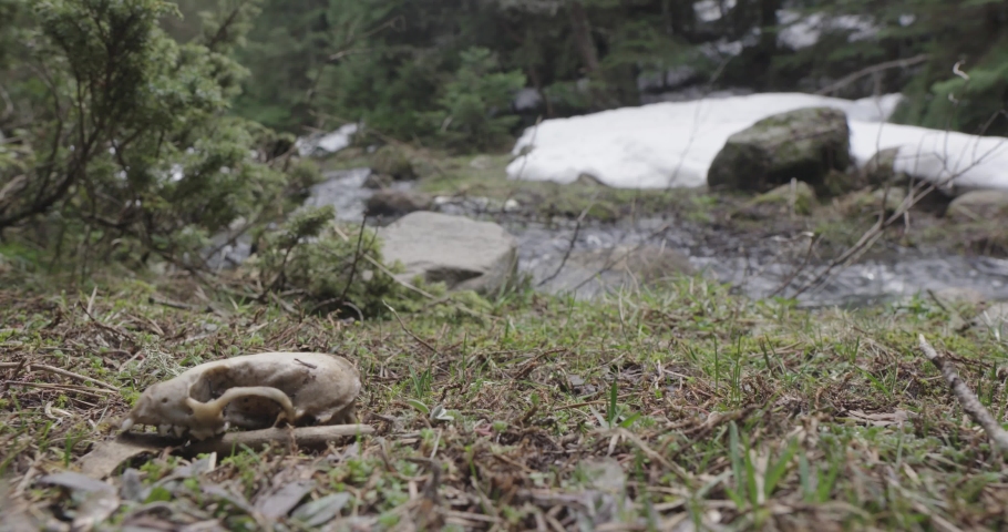 A forester boat walking in the forest