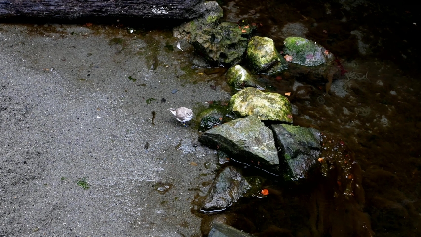 Cute killdeer bird walking around in a rock ground during the rain