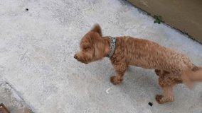 4K footage of happy joyful puppy toy poodle walk around.