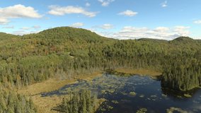 Sideway drone shot of marshy bay in a lake with tall pine trees growing around