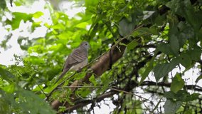 Spotted dove standing on a branch in a park