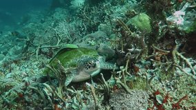 Green sea turtle (Chelonia mydas) sitting on tropical reef. Corals, green ocean with marine life. Underwater video, scuba diving with sea turtle.