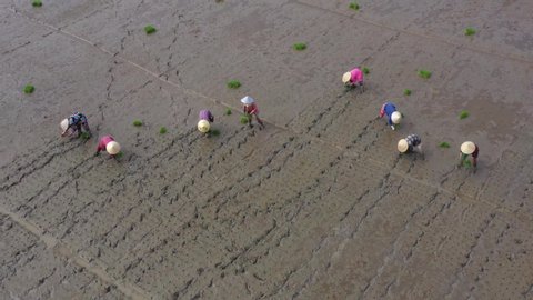 Top view of farmers working on rice field in Chau Doc, An Giang. Mekong Delta, Southern Vietnam.  Southern of Vietnam. 