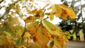 Closeup 4k video of yellow leaves hanging on tree branch at autumn park