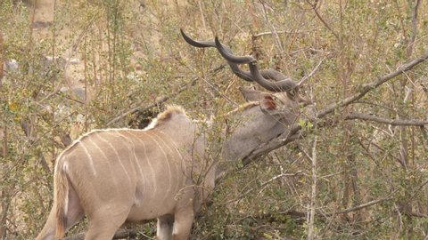 African Greater Kudu antelope eating small leaves from bush, medium shot