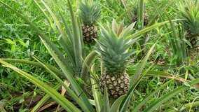 Pineapple plantation on the morning scene , smooth movement video scenes