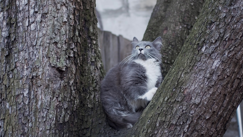 Cat hiding on tree, shot in slow motion