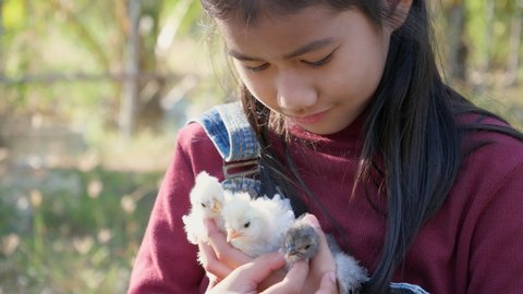 Smiling happy, cute Asian girl holding three small chickens in her hand at the farm. Child have fun while playing with the little white chicken. 4K video
