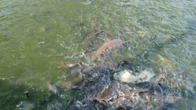 4K video. Close-up of many big catfish scramble for food in the pond.