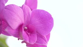 Macro shot, Beautiful Orchid Flower Background. 4K UHD, Video Clip.