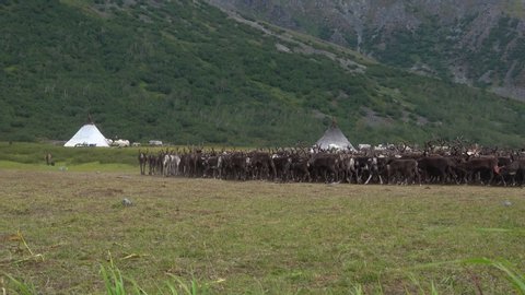 A herd of reindeer returns to the reindeer herders camp. Yamal, Russia
