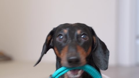 A close up portrait of a dachshund dog, black and tan, holding a blue collar in its mouth, barking,  hinting at the owner that he wanting to go for a walk