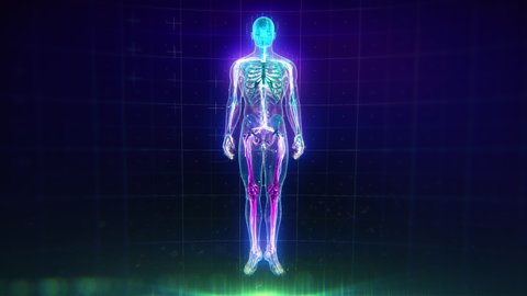 Colorful Human Body animation with flares and particles showing veins, bones, organs and skin. Plexus. Futuristic and Artistic concept of human anatomy. Full Body Circulatory System. 4K UHD