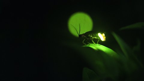 Video of the desperately glowing fireflies with a high sensitivity camera.