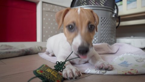 Little 3 months old Jack Russel Terrier Puppy playing with rope toy. Low point of view