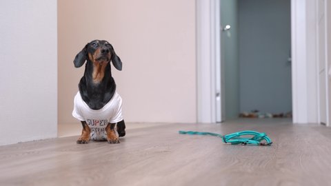 Cute dachshund dog in a white T-shirt with sitting on the floor next to a blue collar and looking up with sad eyes at the owner, hinting  that he wanting to go for a walk.