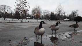 Closeup Canadian Geese Standing Around In Parking Lot In Winter
