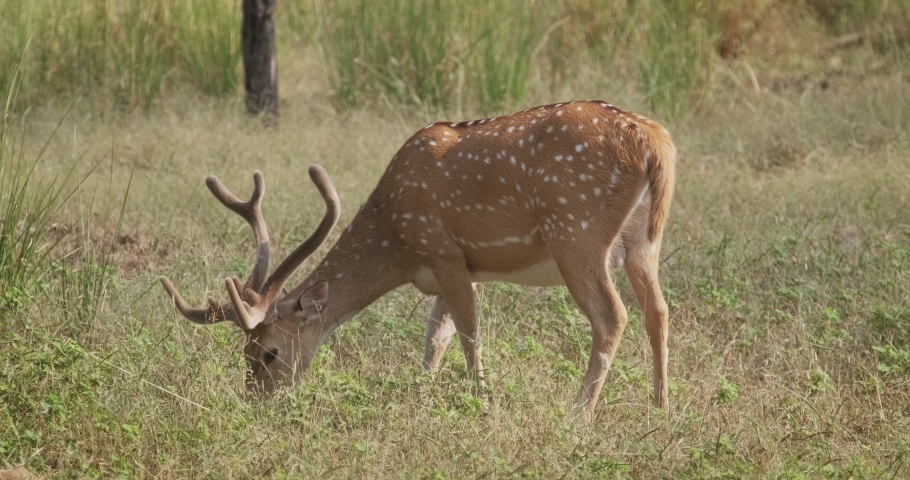 Bautiful male chital or spotted deer grazing in Ranthambore National Park, Rajasthan, India