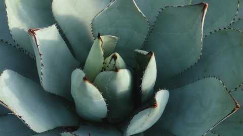 Close up of agave cactus with tilt up on a sunny day