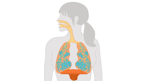 Woman breathing animation. Cycle. Motion air, oxygen in the lungs and bronchi, out CO2. Female respiratory. Movement diaphragm. Visible young girl breathing. For medical education, sport yoga exercise