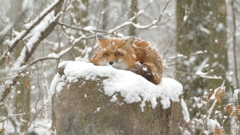 Red fox in the snow relaxing while surveilling from an above point of view