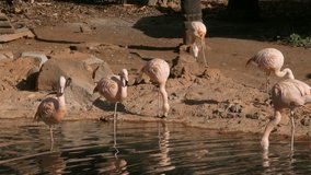 Ungraded: Chilean flamingos (Phoenicopterus chilensis) stand on one leg, drink water, clean feathers at the zoo. Ungraded H.264 from camera without re-encoding.