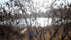 Beautiful winter or autumn nature of countryside. Closeup view of trees with bare branches isolated on blurry blue river, forest and sky background. Real time full hd video footage.