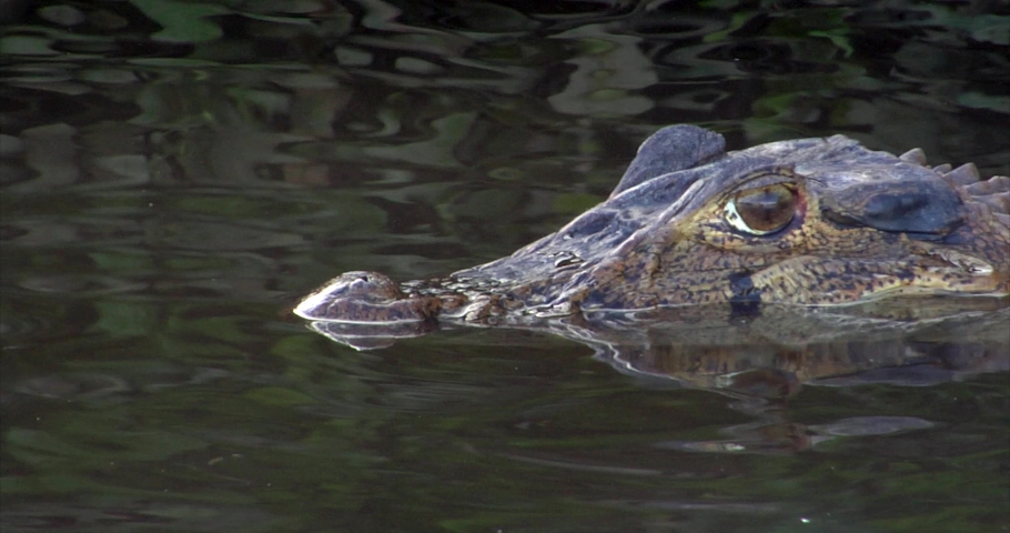 Black Caiman_ Brazil: 
The River of the Dead, Xingu River, the Pantanal, Mato Grosso, Northern Brazil, Amazon Rainforest, Amazon River
