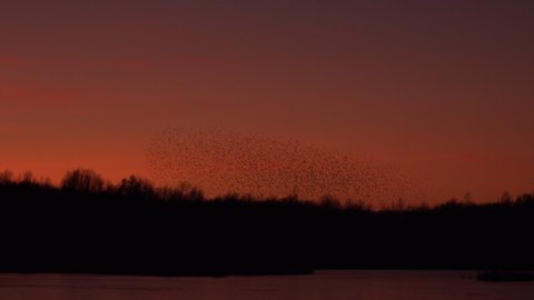 Large flock of birds making shapes in the evening sky. Starlings working together in the cold winters of England UK 4K