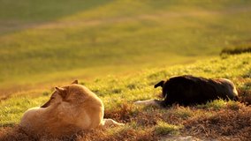 Closeup view of 2 beautiful big stray dog relaxing laying on grass outdoors in soft golden sunset light. Dogs bark and run away.  Real time full hd video footage.