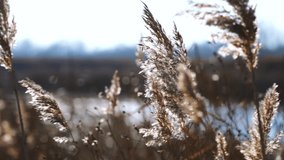 Beautiful winter or autumn nature of countryside. Closeup view of fluffy dry brown grass moving in cold wind isolated on blurry blue river, forest and sky background. Real time full hd video footage.