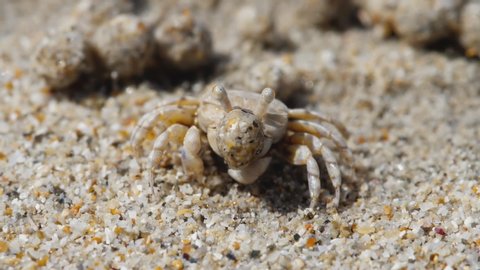 Scopimera globosa, sand bubbler crab or sand-bubbler live on sandy beaches in the tropical Phuket Island. They feed by filtering sand through their mouthparts, leaving behind balls of sand.