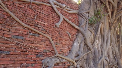 Banyan Tree Roots Cover Brick Wall Stock Footage Video (100% Royalty ...