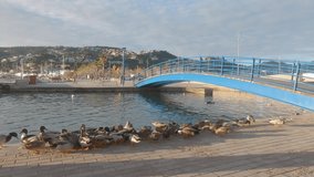 Ducks feed near the pond. A group of wild birds walks on the seashore near the pier. Winter in Mallorca, Balearic islands, Spain